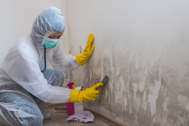 Attic Mold Removal in River Park, FL