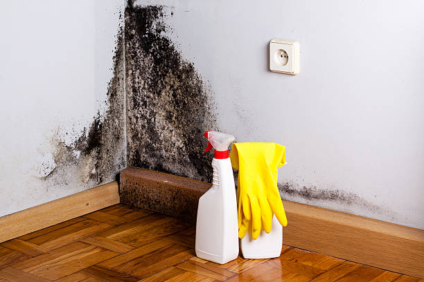 Trusted River Park, FL Mold Removal Experts