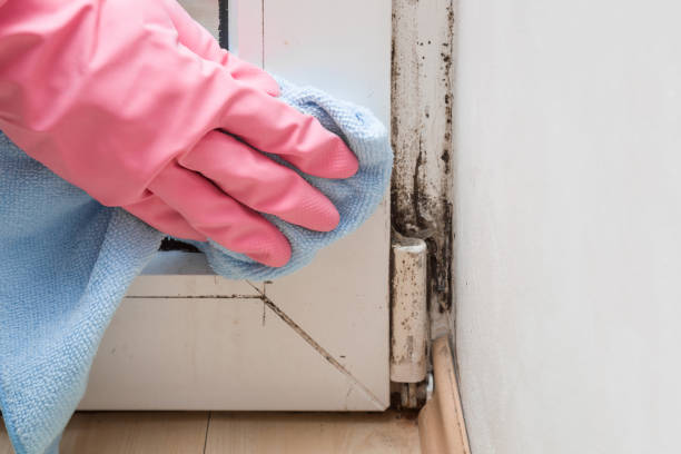 Best Attic Mold Removal  in River Park, FL